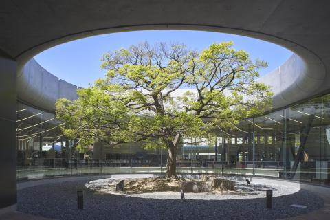 シンボルツリーを取り囲む全面ガラス張りの開放的な図書館